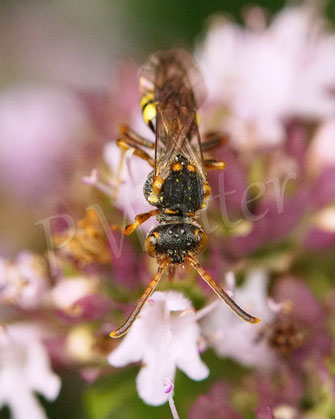 Bild: Binden-Wespenbiene, Nomada zonata, Weibchen, Oregano, Origanum vulgare, Echter Dost, Lippenblütler, Lamiaceae, Wildbiene, Kuckucksbiene
