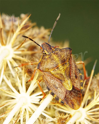 Bild: Fruchtwanze, Carpocoris, Baumwanzen, Pentatomidae, Wilde Möhre, Daucus carota subsp. carota, Doldenblütler, Apiaceae
