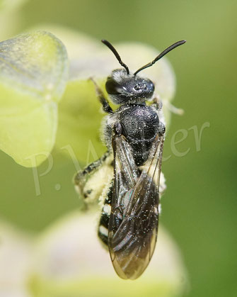 Bild: Wildbiene, eine Glockenblumen-Schmalbiene, Lasioglossum costulatum