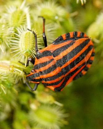Bild: Streifenwanze, Graphosoma lineatum, Baumwanzen, Pentatomidae, Wilde Möhre, Daucus carota subsp. carota, Doldenblütler, Apiaceae