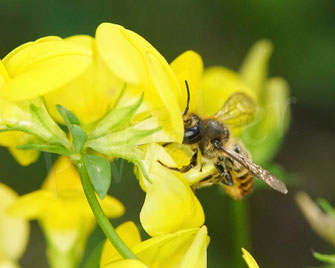 Bild: Weibchen, Buntfarbige Blattschneiderbiene, Megachile versicolor, leafcutter bee, Megachilidae, Wildbiene, wildbee, Hornklee, Schmetterlingsblütler, Fabaceae