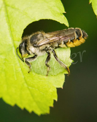 Bild: Kleine Garten-Blattschneiderbiene, Megachile centuncularis, Wildbiene, Rosenblatt, Blattstück