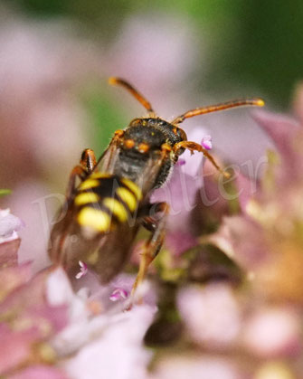 Bild: Binden-Wespenbiene, Nomada zonata, Weibchen, Oregano, Origanum vulgare, Echter Dost, Lippenblütler, Lamiaceae, Wildbiene, Kuckucksbiene