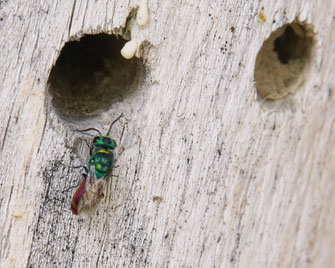 Bild: Goldwespe, Kuckuckswespe, cuckoo wasp, Chrysis spec., Chrysididae