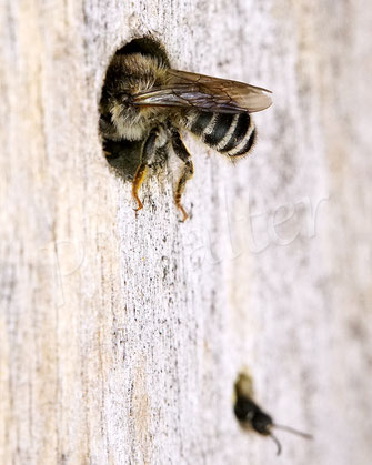 Bild: Platterbsen-Mörtelbiene, Megachile ericetorum, Banded Mud Bee, Männchen, Megachilidae, Schlafplatz, Insektenhotel, Insektennisthilfe, Bohrloch, Holz, beehotel