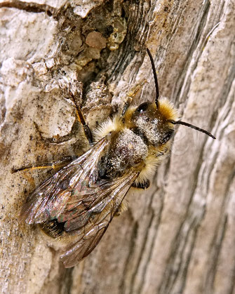 Bild : Schöterich-Mauerbiene, Männchen, Osmia brevicornis, Wildbiene, oligolektisch