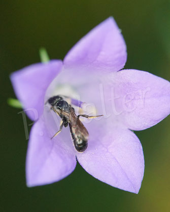 Bild: Kleine Glockenblumen-Scherenbiene, Osmia/Chelostoma campanularum/distinctum, Blüte, Rundblättrige Glockenblume, Campanula rotundifolia