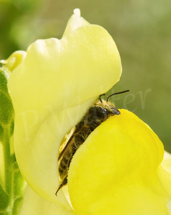 Bild: Garten-Blattschneiderbiene, Megachile willughbiella, Weibchen, Löwenmäulchen, Antirrhinum spec., Megachilidae, Wildbiene