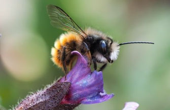 Gehörnte Mauerbiene © Stephan Rudolph