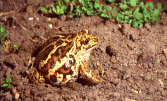 Knoblauchkröte Weibchen © E. Andrä