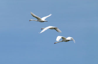 Schwäne im Flug © M. Weigl