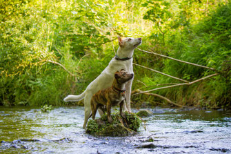 Tiergestützte Pädagogik, Hund, Entspannung, Förderung