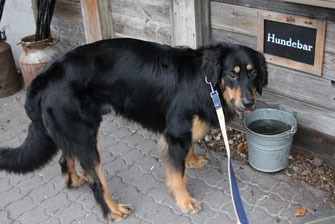 Leon an der Hundebar