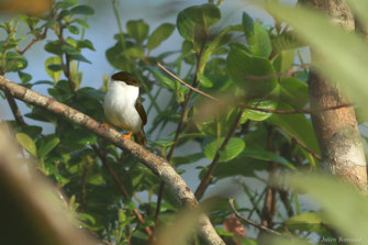 Manakin casse-noisette — Manacus manacus (Linnaeus, 1766)