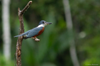 Martin-pêcheur à ventre roux — Megaceryle torquata (Linnaeus, 1766)