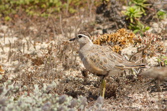Pluvier guignard — Eudromias morinellus Linnaeus, 1758