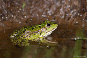 Grenouille commune — Pelophylax esculentus (Linnaeus, 1758)