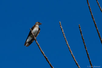 Hirondelle tapère — Progne tapera (Linnaeus, 1766)