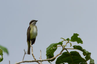 Tyran pirate — Legatus leucophaius (Vieillot, 1818)