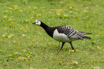 Bernache nonnette — Branta leucopsis (Bechstein, 1803)