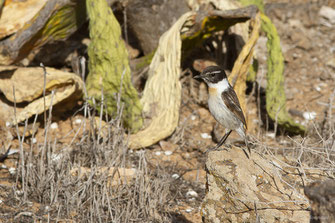 Tarier des Canaries — Saxicola dacotiae (Meade-Waldo, 1889)