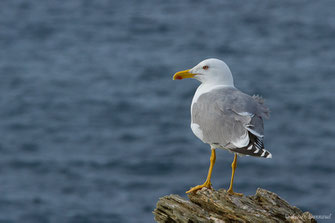 Goéland leucophée — Larus michahellis Naumann, 1840