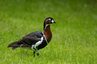 Bernache à cou roux — Branta ruficollis (Pallas, 1769)
