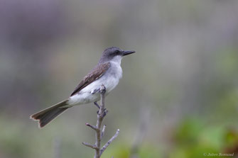 Tyran gris — Tyrannus dominicensis vorax Vieillot, 1819