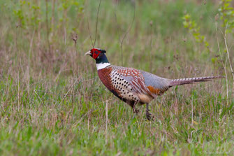Faisan de Colchide — Phasianus colchicus Linnaeus, 1758