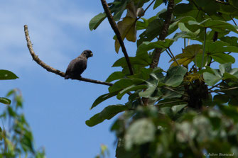 Pione violette — Pionus fuscus (Statius Müller, 1776)