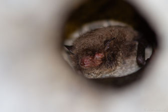 Murin de Daubenton — Myotis daubentonii (Kuhl, 1817)