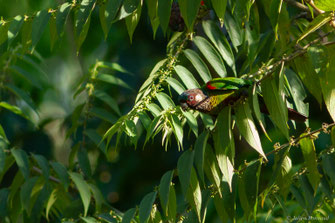 Conure versicolore — Pyrrhura picta (Statius Müller, 1776)