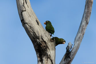 Toui para — Brotogeris chrysoptera (Linnaeus, 1766)
