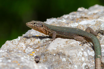 Lézard des Baléares — Podarcis lilfordi (Günther, 1874)