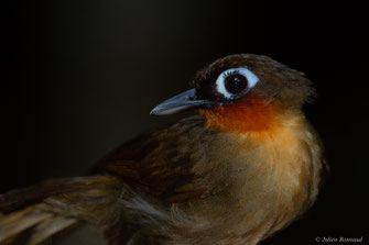 Fourmilier à gorge rousse — Gymnopithys rufigula (Boddaert, 1783)