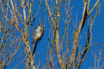 Faucon pélerin — Falco peregrinus Tunstall, 1771