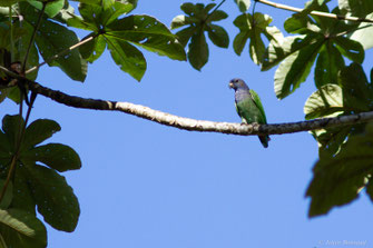Pione à tête bleue — Pionus menstruus (Linnaeus, 1766)
