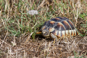 Tortue marginée — Testudo marginata Schoepff, 1793