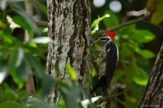 Pic ouentou — Dryocopus lineatus (Linnaeus, 1766)