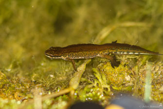 Triton palmé — Lissotriton helveticus (Razoumowsky, 1789)