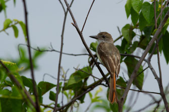 Tyran de Wied — Myiarchus tyrannulus (Statius Müller, 1776)