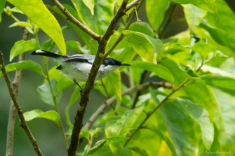 Gobemoucheron tropical — Polioptila plumbea (Gmelin, 1788)