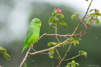 Toui été — Forpus passerinus (Linnaeus, 1758)