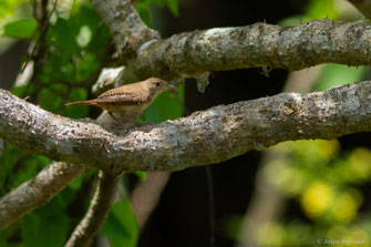 Troglodyte familier — Troglodytes aedon Vieillot, 1809