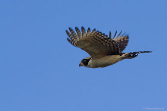 Macagua rieur — Herpetotheres cachinnans (Linnaeus, 1758)