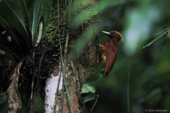 Pic mordoré — Celeus elegans (Statius Müller, 1776)