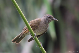 Merle leucomèle — Turdus leucomelas Vieillot, 1818