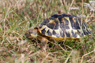 Tortue d'Hermann — Testudo hermanni Gmelin, 1789