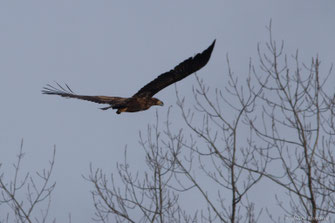 Pygargue à queue blanche — Haliaeetus albicilla (Linnaeus, 1758)