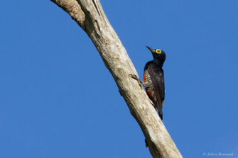 Pic à chevron d'or — Melanerpes cruentatus (Boddaert, 1783)